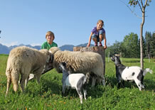 Schafe und Ziegen streicheln auf dem Bauernhof in Ramsau