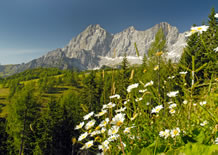 Der Dachstein im Sommer in Ramsau in der Steiermark in Österreich