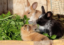 Kaninchen und Hasen streicheln und füttern