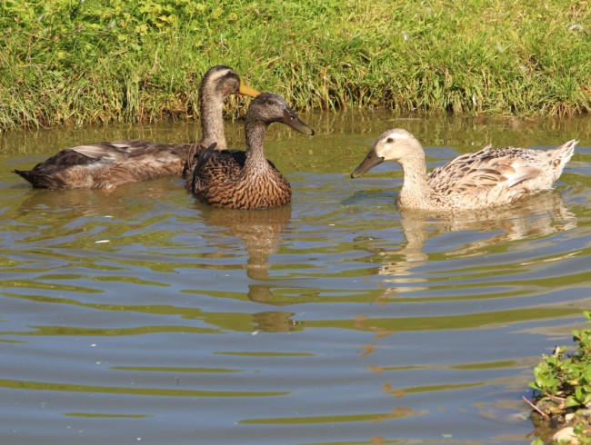 Drei Enten schwimmen in einem Teich mit grünem Gras am Ufer
