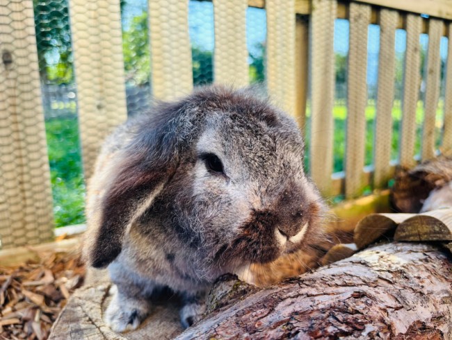 Graues Kaninchen sitzt neben einem Baumstamm im Freigehege